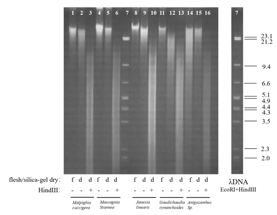 硅胶干燥剂在植物学研究中的应用