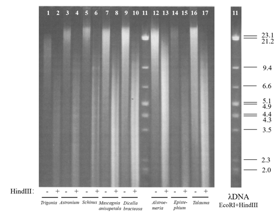 硅胶干燥剂在植物学研究中的应用