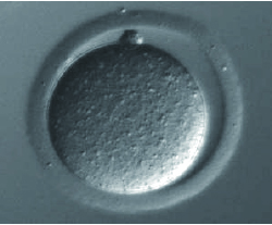 使用HVJ-E的新型细胞融合试剂 GenomONE™-CF
