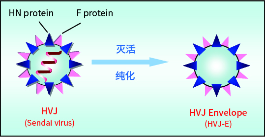使用HVJ-E的新型细胞融合试剂 GenomONE™-CF