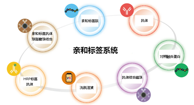 亲和性标签抗体结合琼脂糖珠                              重组蛋白纯化用