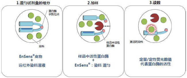 EnSens® 蛋白酶药物筛选                              EnSens® Protease Activity Kit