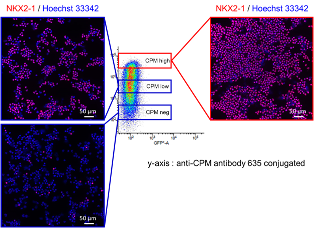 抗CPM，单克隆抗体（WK）， 结合红色荧光染料（635）                              气道祖细胞/肺泡祖细胞标记物