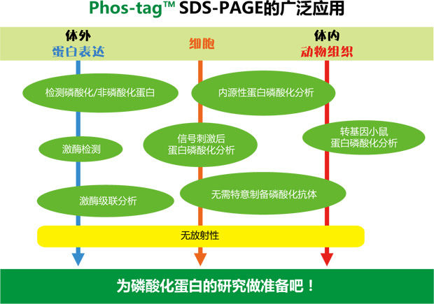 Phos-tag™ 琼脂糖                              Phos-tag™ Agarose