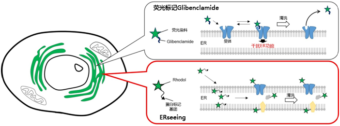 ERseeing ＜Endoplasmic Reticulum Green＞                              对活细胞影响少，适于长时间成像的ER染色试剂