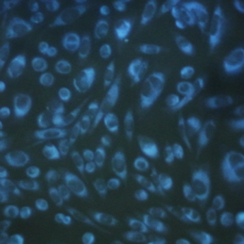 CytoSeeing（Reversible Cytoplasm Blue）                              可清洗去除的细胞染色探针