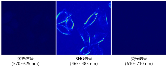 Ap3, SHG成像染料                              无荧光性新型SHG成像用染料
