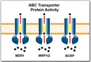 eFluxx-ID® 耐药检测试剂盒                              eFluxx-ID® multidrug resistance assay kit
