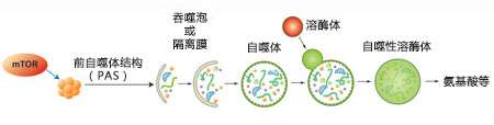 CYTO-ID® 自噬检测试剂盒                              CYTO-ID® Autophagy detection kit