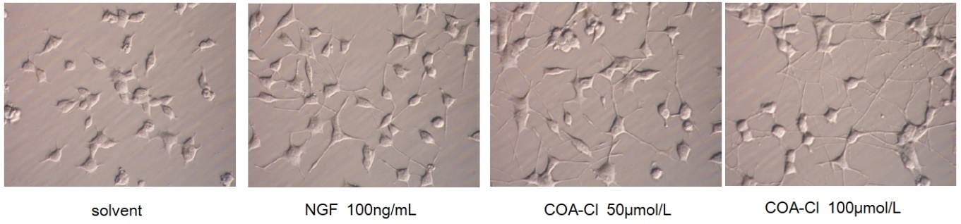 COA-Cl【2-Cl-C.OXT-A】                              类VEGF/NGF活性小分子化合物