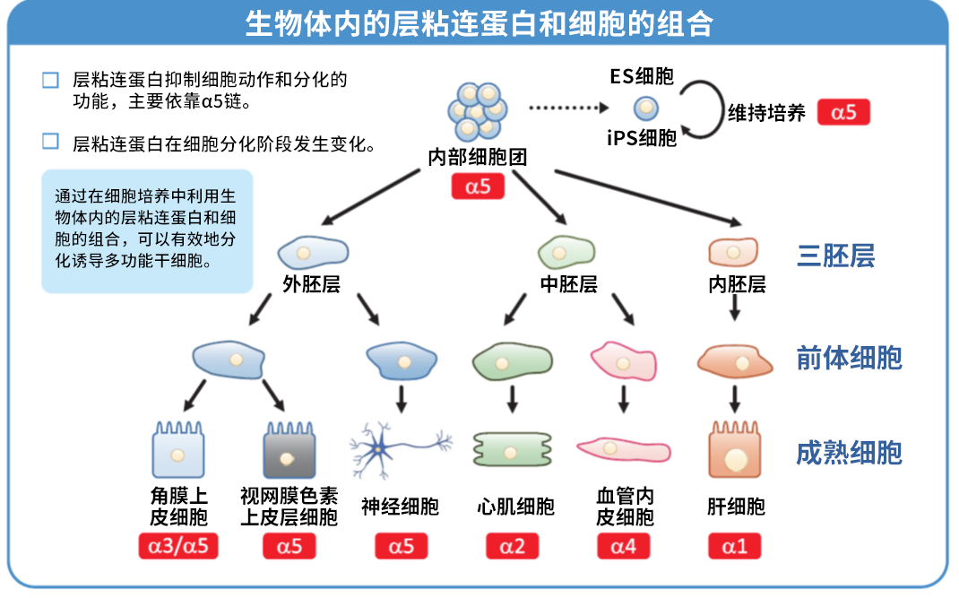 细胞培养基质 层粘连蛋白511                              iMatrix-511