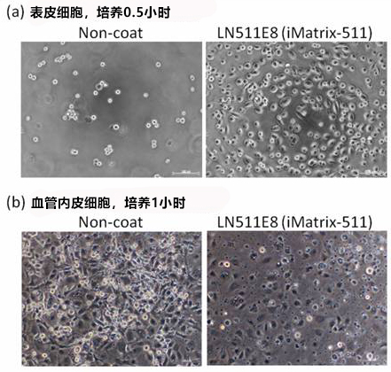 细胞培养基质 层粘连蛋白511                              iMatrix-511