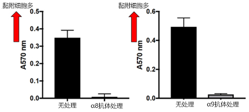 抗整合素α8、α9，单克隆抗体                              用于抗体药物、组织纤维化及癌症研究！
