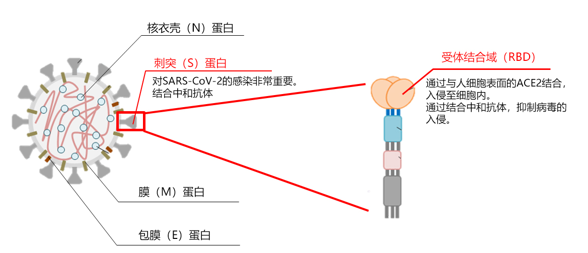 抗 SARS-CoV-2 S-RBD IgG ELISA 试剂盒 Wako                              可检测与抗SARS-CoV-2的中和活性高度相关的IgG抗体