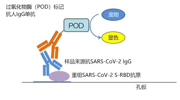 抗 SARS-CoV-2 S-RBD IgG ELISA 试剂盒 Wako                              可检测与抗SARS-CoV-2的中和活性高度相关的IgG抗体