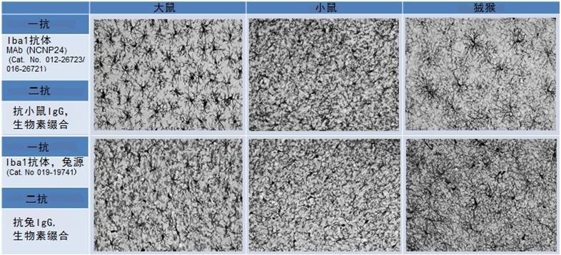 鼠源Iba1抗体，无标签，单克隆抗体（NCNP24）                              Anti Iba1, Monoclonal Antibody (NCNP24)