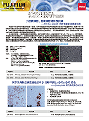 鼠源Iba1抗体，无标签，单克隆抗体（NCNP24）                              Anti Iba1, Monoclonal Antibody (NCNP24)