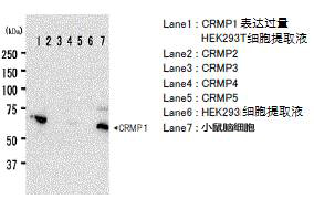 抗CRMP1，仓鼠单克隆抗体（2E7G）                              Anti CRMP1, Hamster Monoclonal Antibody (2E7G)