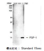抗FGF1，单克隆抗体（mAb1）                              Anti FGF1, Monoclonal Antibody (mAb1)