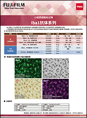 小胶质细胞/巨噬细胞特异性蛋白抗体——Iba1抗体，兔（免疫组化）                              Anti Iba1, Rabbit (for Immunocytochemistry)