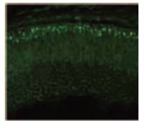 抗小鼠Trβ2，兔                              Anti Mouse Trβ2, Rabbit