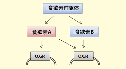 Wako 食欲素 A ELISA 试剂盒