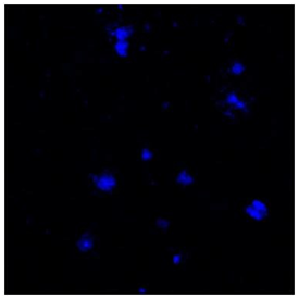抗Iba1，山羊多克隆抗体                              小胶质细胞标记