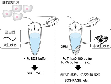UltraRIPA 脂筏提取缓冲液套装                              UltraRIPA kit for Lipid Raft