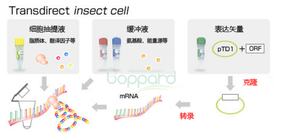 无细胞蛋白质合成试剂盒                              Transdirect insect cell