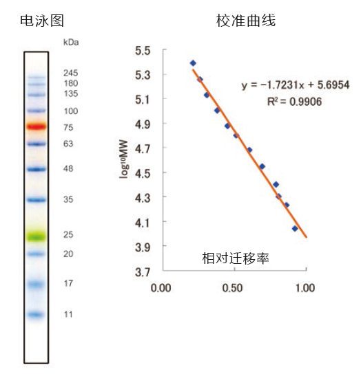 蛋白分子量标记