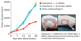 AteloGene® siRNA活体转染试剂盒                              AteloGene®  Quick Gelation