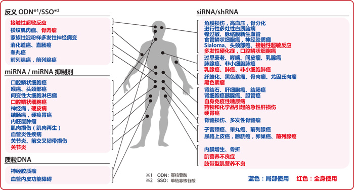 AteloGene® siRNA活体转染试剂盒                              AteloGene®  Quick Gelation