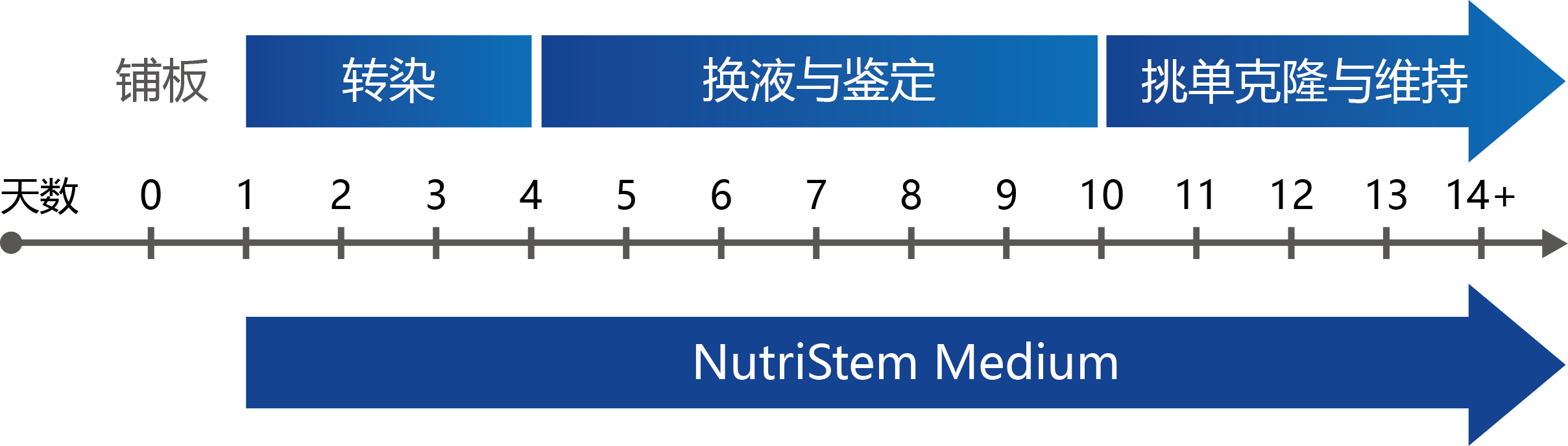 StemRNA 3rd Gen Reprogramming Kit                               StemRNA第三代重编程试剂盒