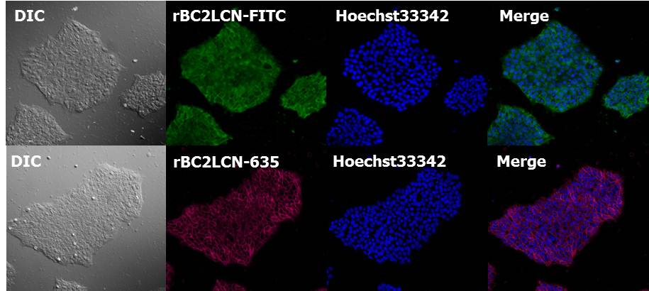 荧光标记 rBC2LCN（AiLecS1）