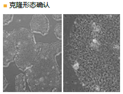 StemSure® 人多能干细胞培养基                              StemSure® hPSC Medium