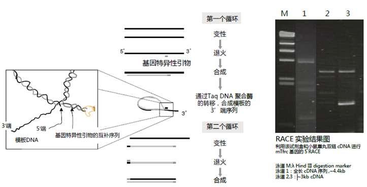 accura-expRACE 试剂盒                              accura-expRACE KIT