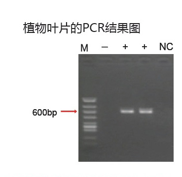 新型 PCR 扩增缓冲液                              Ampdirect®Gene Amplification