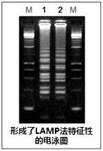 Bst  DNA Polymerase                              链置换酶