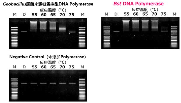 151586933453.jpg Bst DNA Polymerase 链置换酶