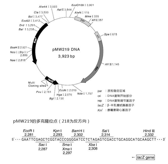 DNA pMW 219 载体                              DNA pMW 219