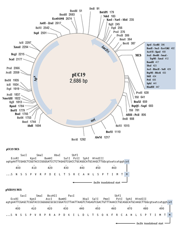 pUC19 Vector  | NEB酶试剂 New England Biolabs