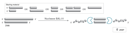 Nuclease BAL-31  | NEB酶试剂 New England Biolabs