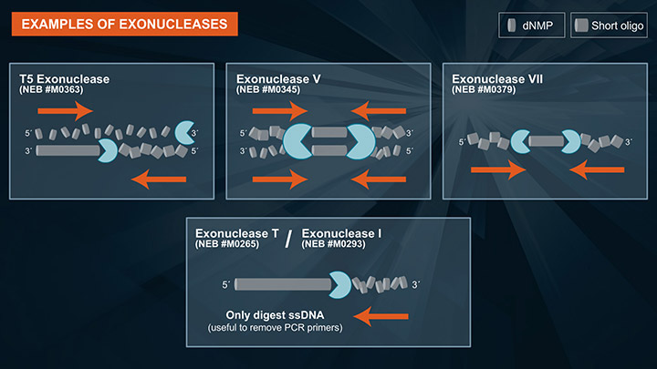 Nuclease BAL-31  | NEB酶试剂 New England Biolabs