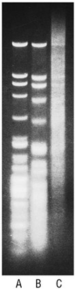 Nuclease BAL-31 |