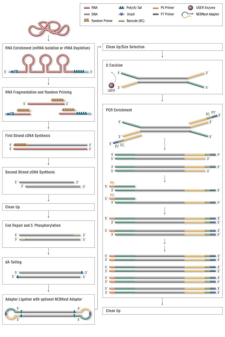 Next® Ultra™ RNA 非链特异性文库制备试剂盒 |