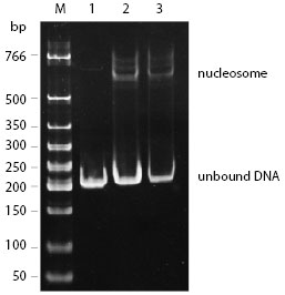 EpiMark® Nucleosome Assembly Kit |