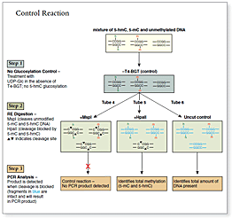 EpiMark® 5-hmC and 5-mC Analysis Kit |