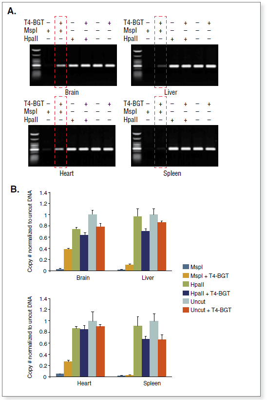 EpiMark® 5-hmC and 5-mC Analysis Kit |