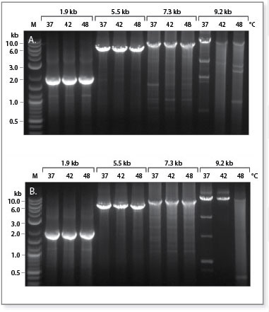 ProtoScript® II Reverse Transcriptase |