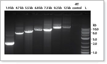 ProtoScript® II Reverse Transcriptase |